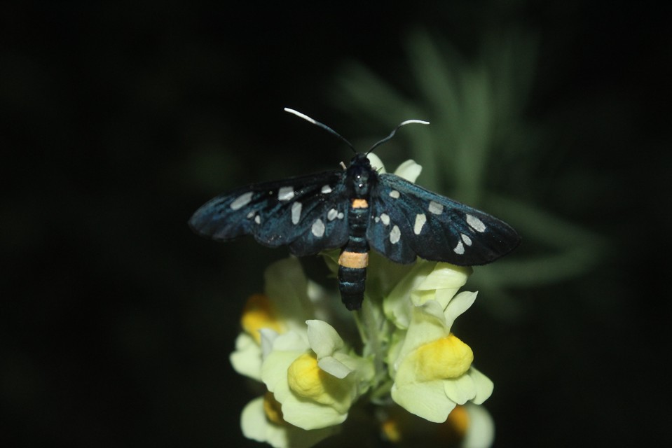 Amata phegea - fehérpettyes álcsüngőlepke