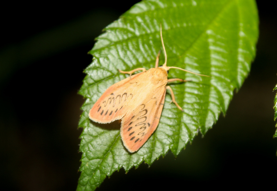 Miltochrista miniata - piros medvelepke