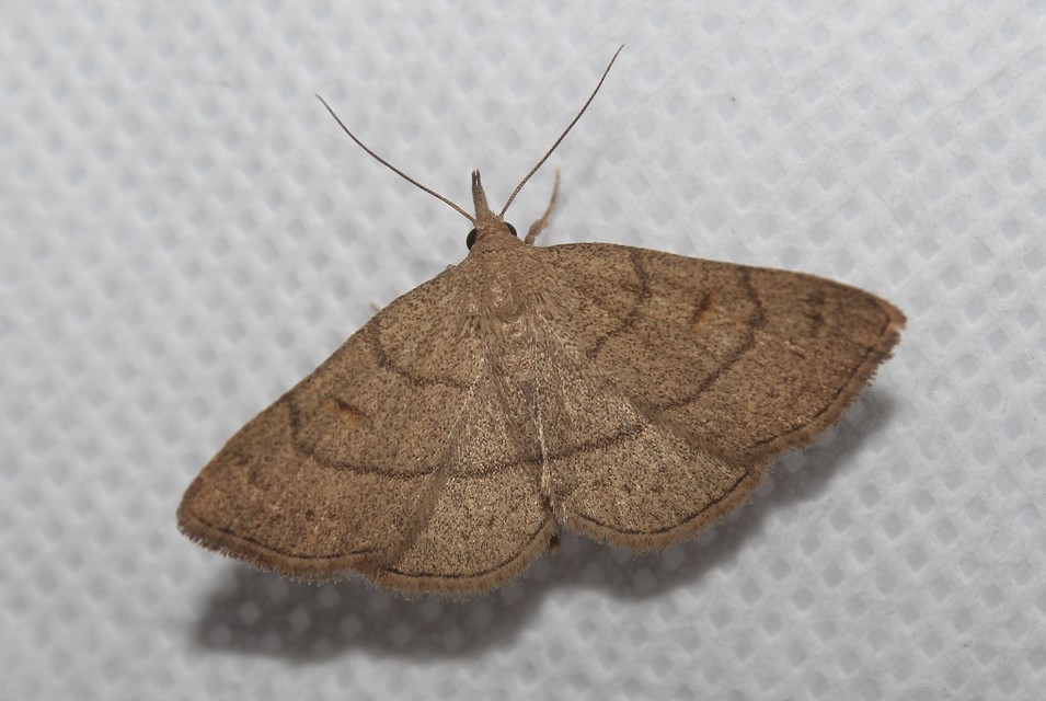 Paracolax tristalis - sárgás karcsúbagoly