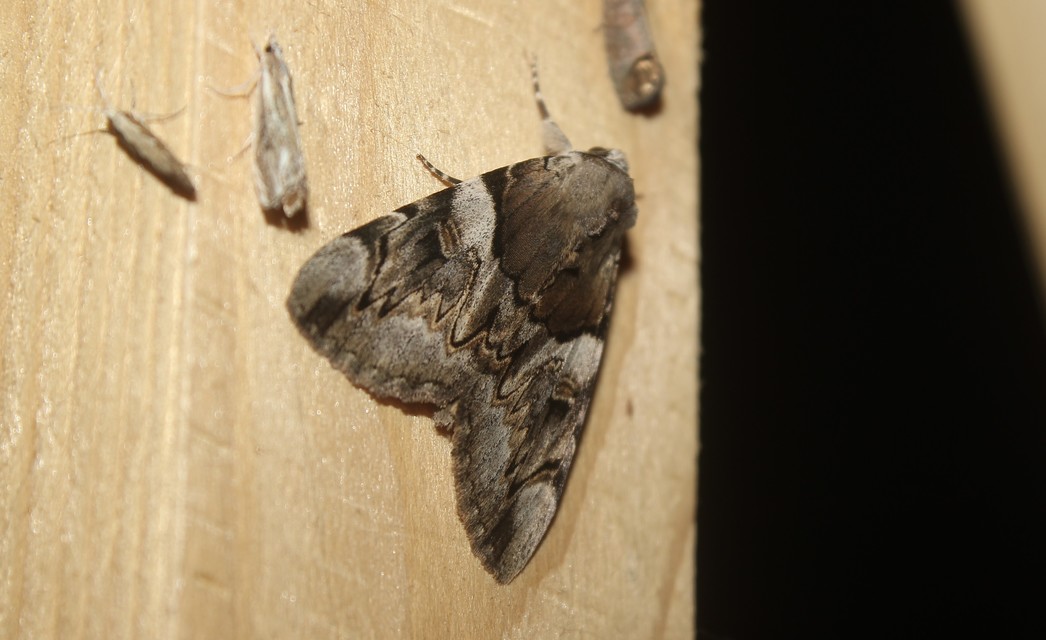 Catocala fulminea - galagonya-övesbagoly