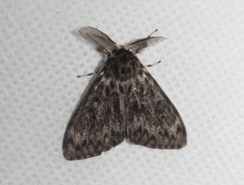 Lymantria monacha - apácalepke