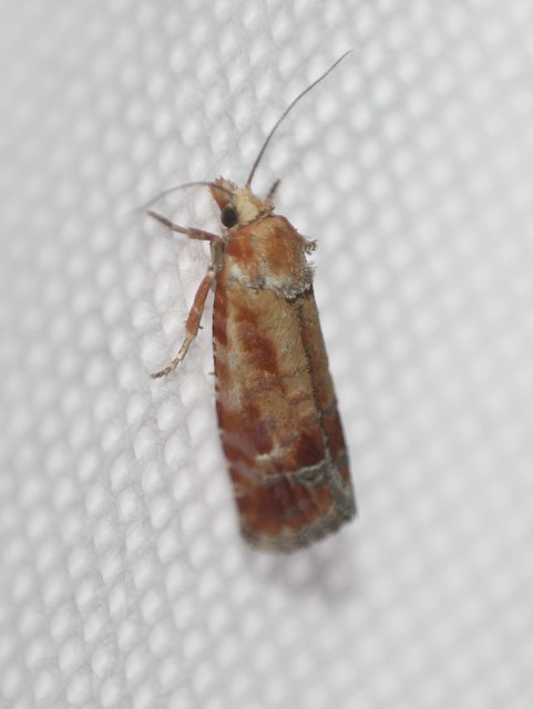 Rhyacionia