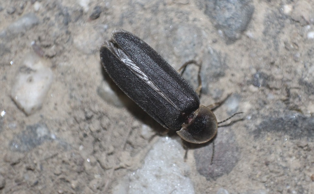 Lampyris noctiluca - nagy szentjánosbogár