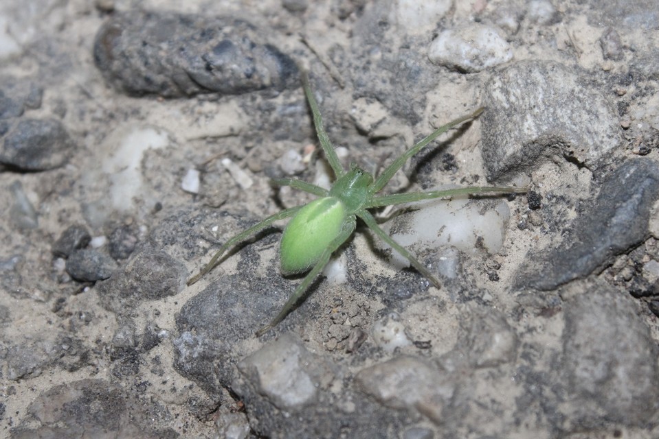 Micrommata virescens - hunyópók