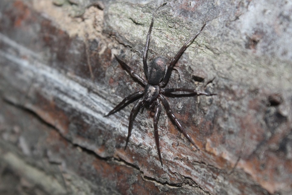 Drapeta rutilans - csillogó avarpók