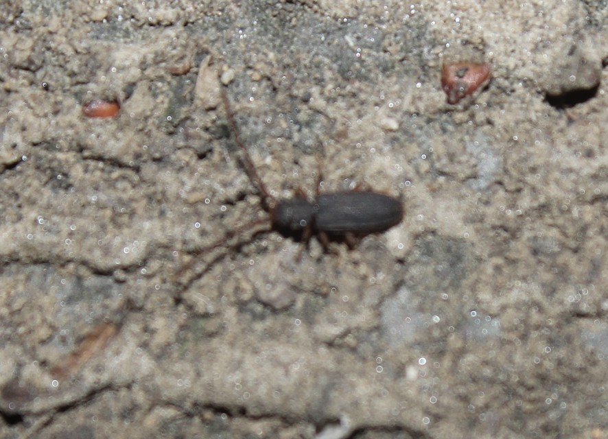 Uleiota planatus - hosszúcsápú fogasnyakú-lapbogár