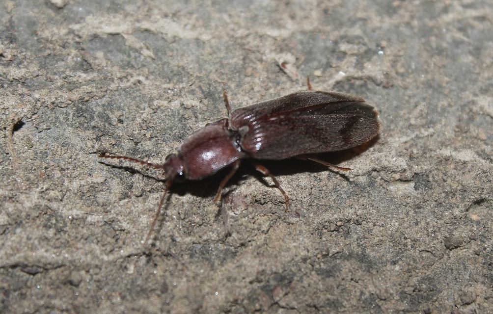Stenagostus rhombeus - rombusznyakú pattanó