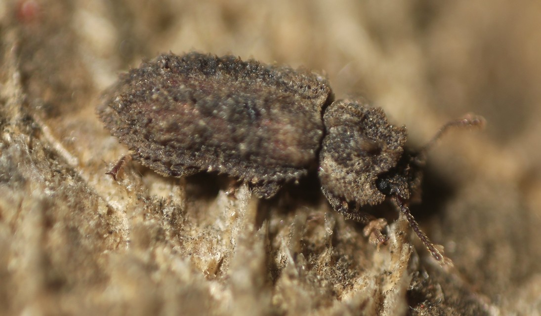 Endophloeus marcovichianus - fogasszélű héjbogár