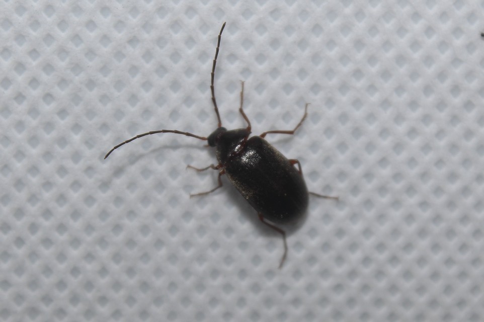 Hymenalia rufipes - rőtlábú alkonybogár