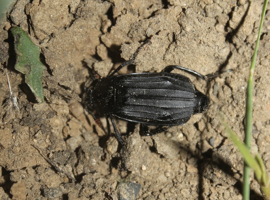 Necrodes littoralis - nagy dögbogár