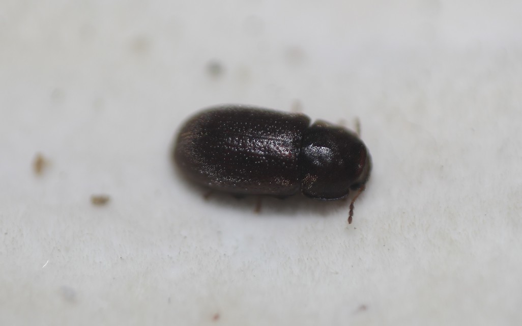 Ciidae - taplószúfélék Ciidae - taplószúfélék