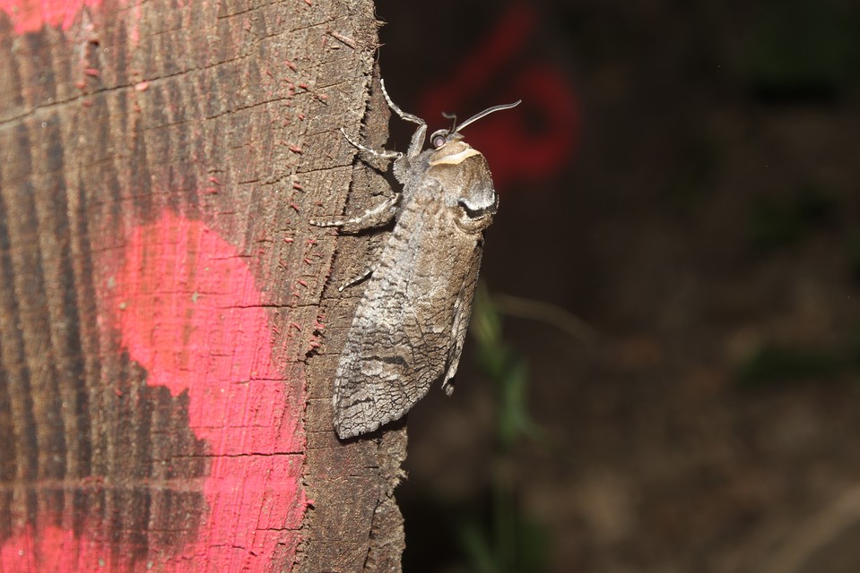 Cossus cossus - fűzfarontólepke
