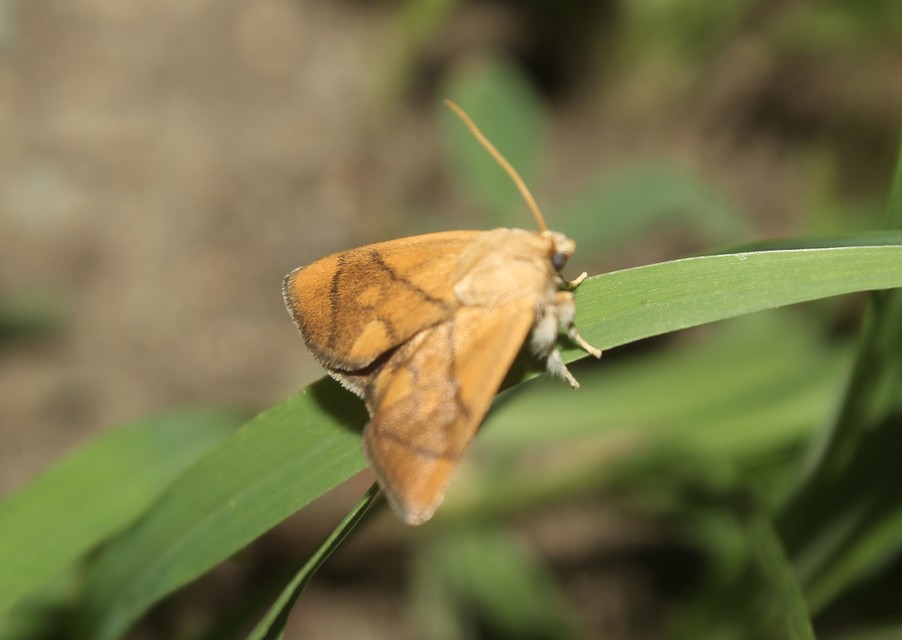 Apoda limacodes - kagylólepke