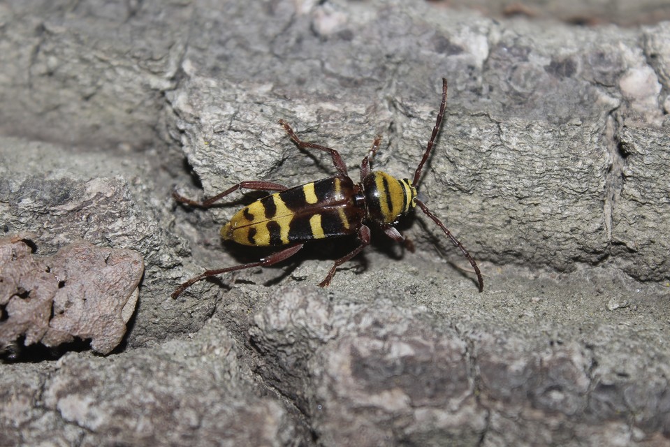 Plagionotus detritus - sárgafarú darázscincér
