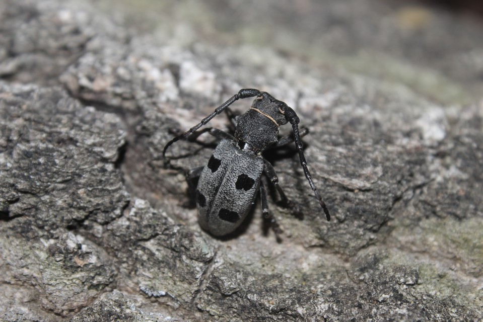Morimus asper funereus - gyászcincér