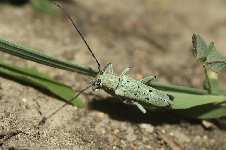 Saperda octopunctata - nyolcpontos cincér