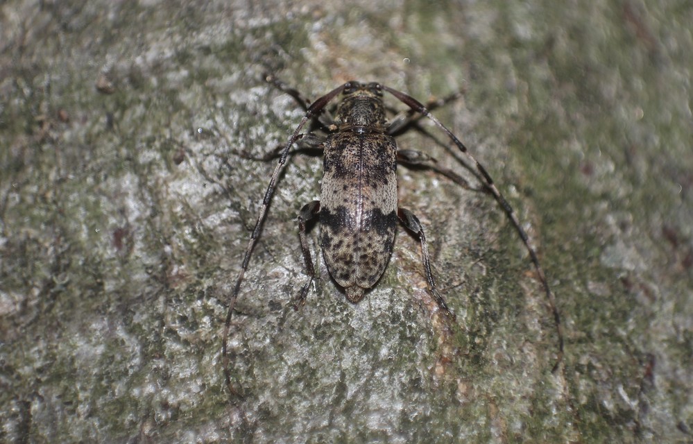 Leiopus nebulosus - öves gesztcincér
