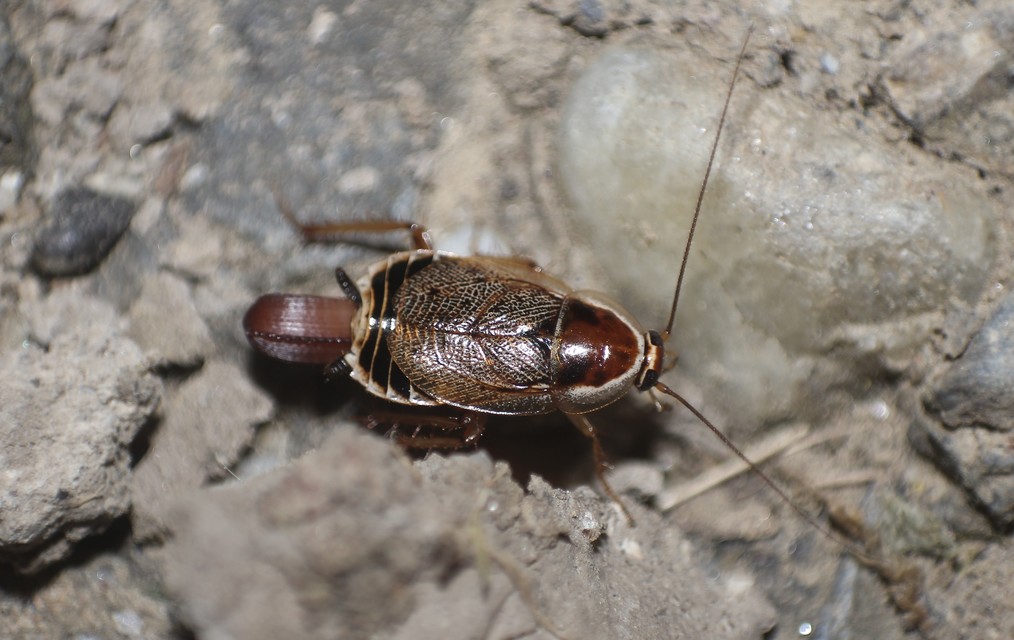 Ectobius sylvestris - fekete erdeicsótány