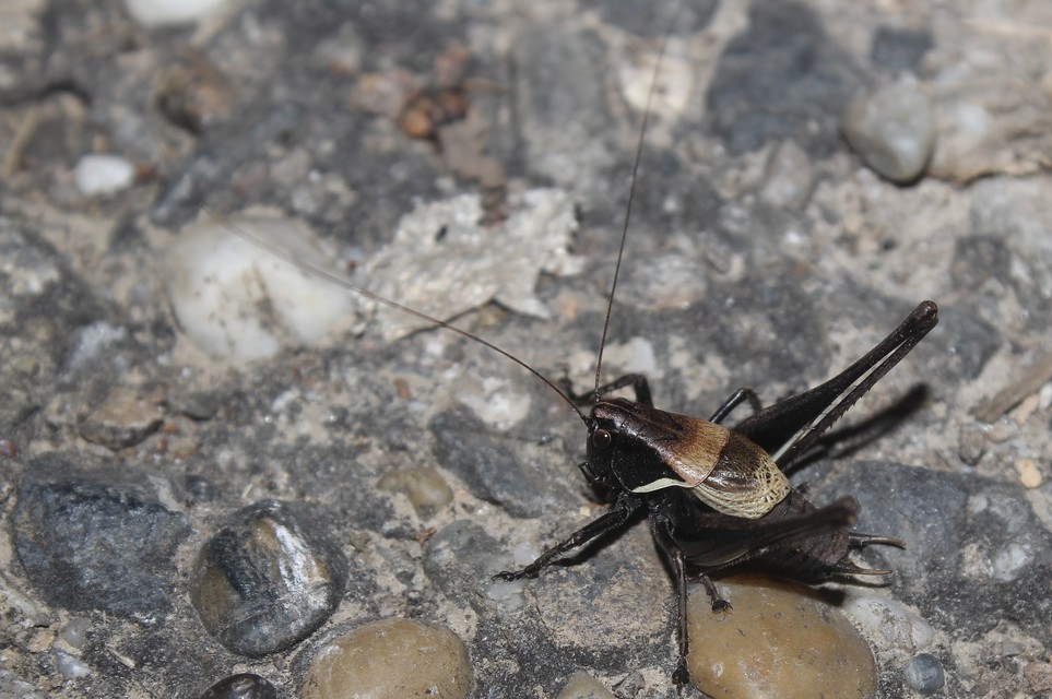 Pholidoptera aptera - nagy avarszöcske