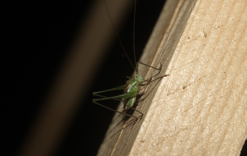 Leptophyes albovittata - közönséges virágszöcske