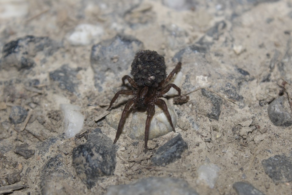 Trochosa