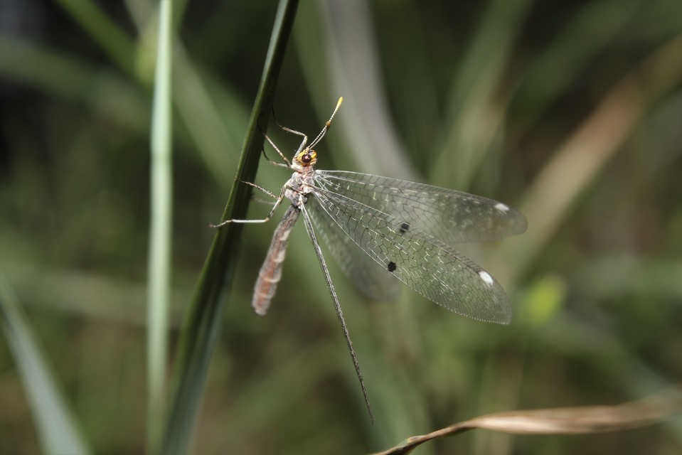 Megistopus flavicornis - kétfoltos hangyaleső