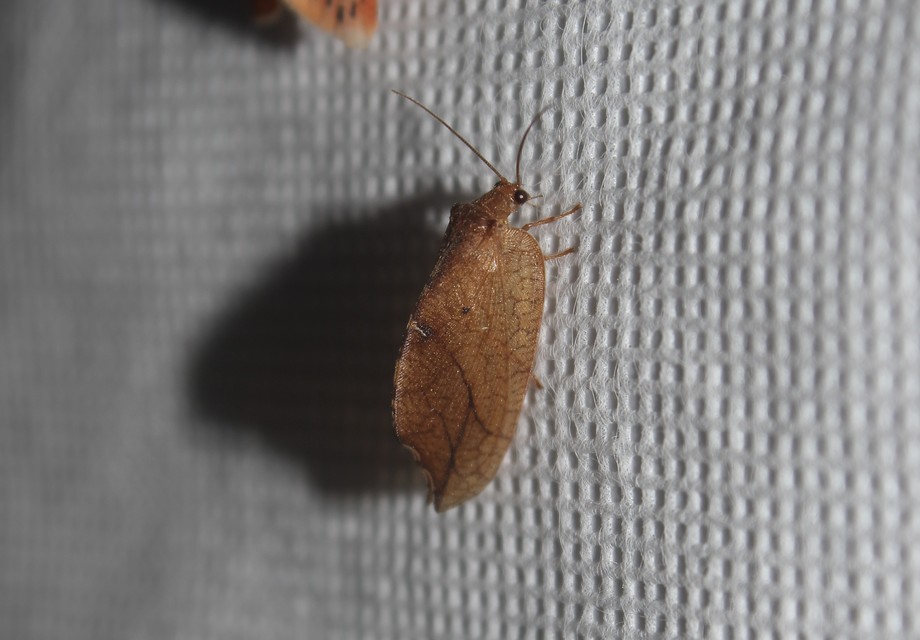 Drepanepteryx phalaenoides