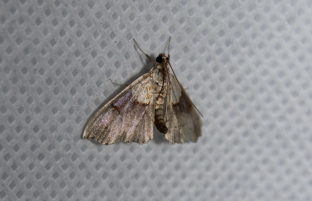 Agrotera nemoralis - ligeti tűzmoly