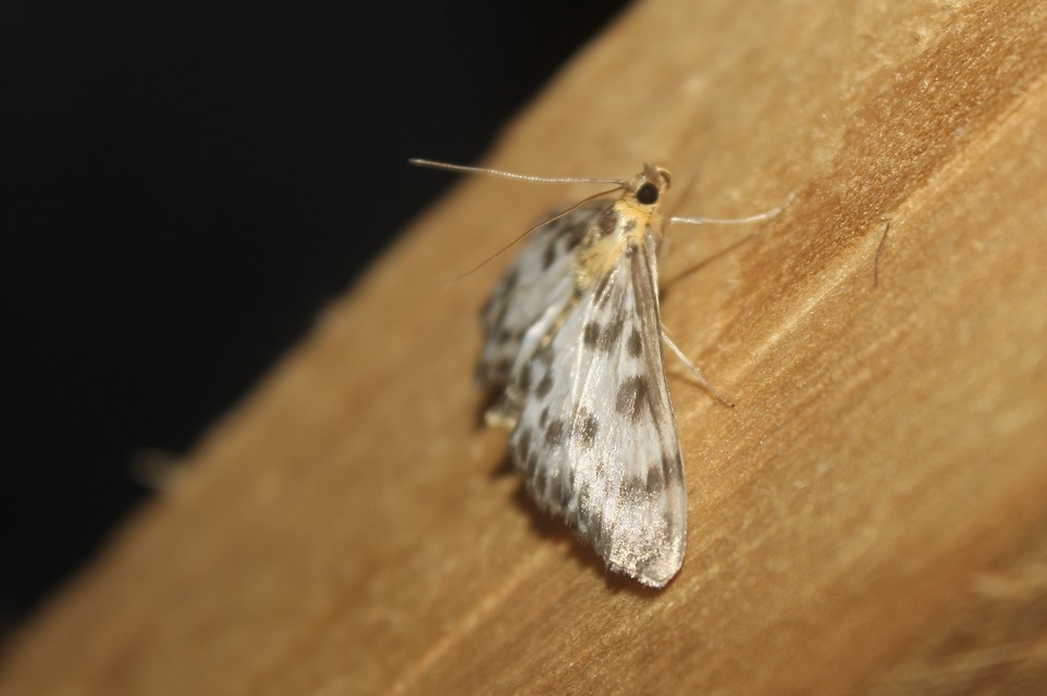 Anania hortulata - tarka csalánmoly