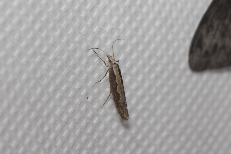 Plutella xylostella - káposztamoly