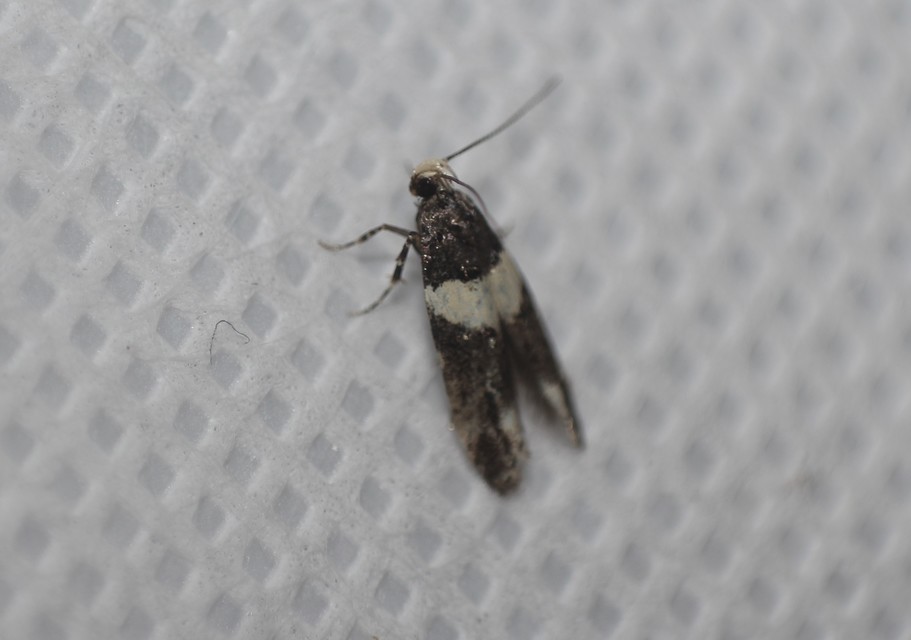Recurvaria leucatella - nagy vörös-rügysodrómoly
