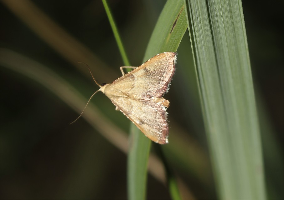 Endotricha flammealis - tüzesszárnyú fényilonca