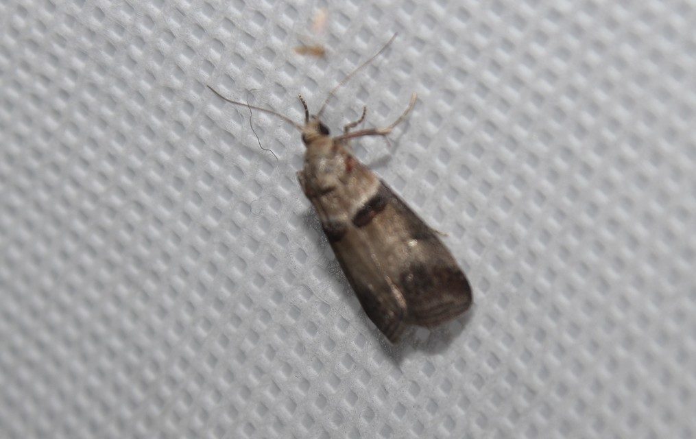 Acrobasis tumidana - bordás karcsúmoly