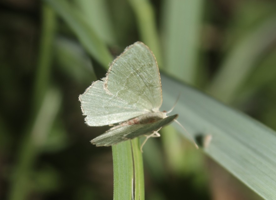 Hemithea aestivaria - nyír-zöldaraszoló