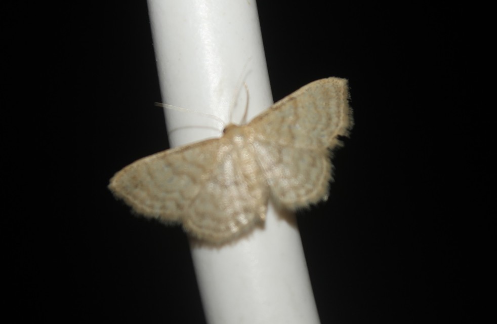 Idaea dilutaria - napvirág-apróaraszoló