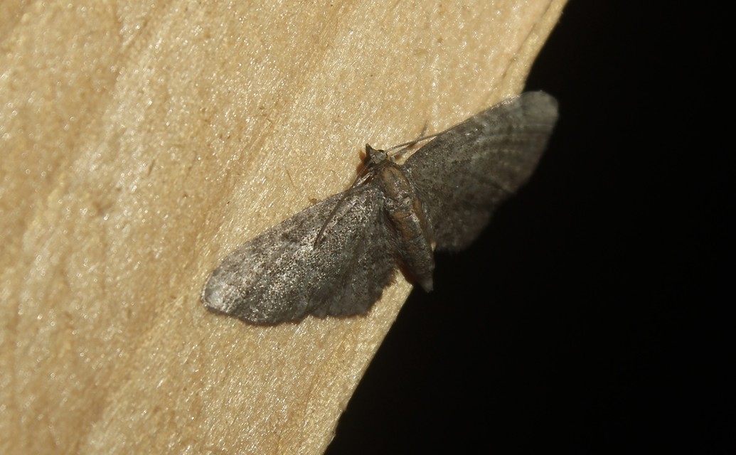 Eupithecia haworthiata - rozsdástestű törpearaszoló