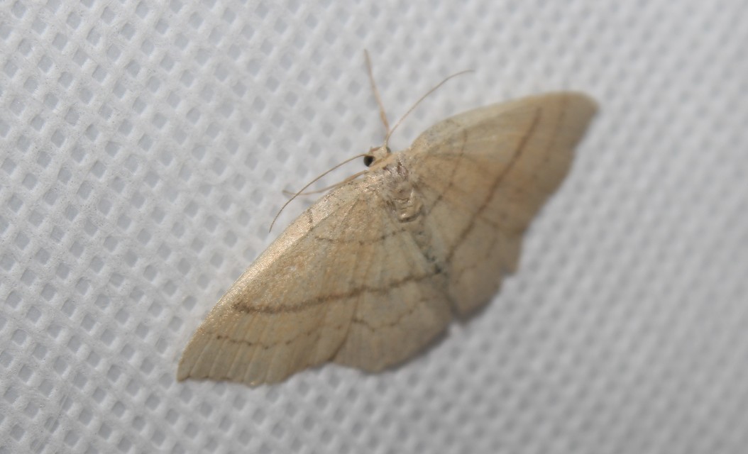 Cyclophora linearia - vonalas pettyesaraszoló