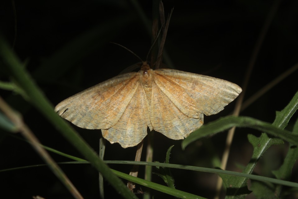 Angerona prunaria - sárga kökényaraszoló