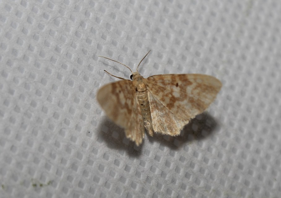 Hydrelia flammeolaria - narancssárga araszoló