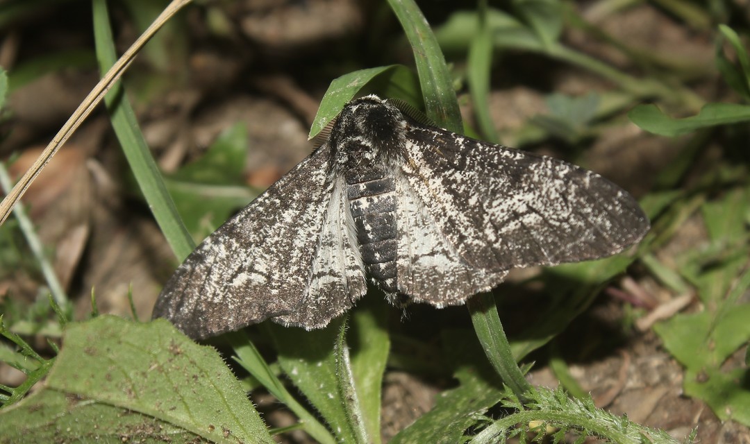 Biston betularia - szürkepettyes araszoló