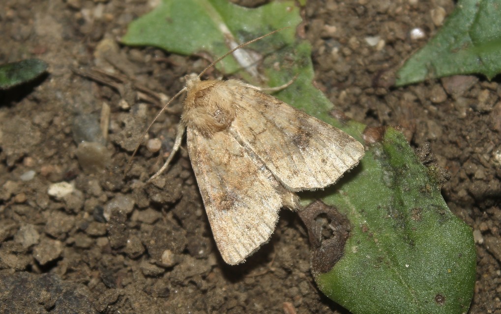 Atypha pulmonaris - tüdőfű-levélbagoly