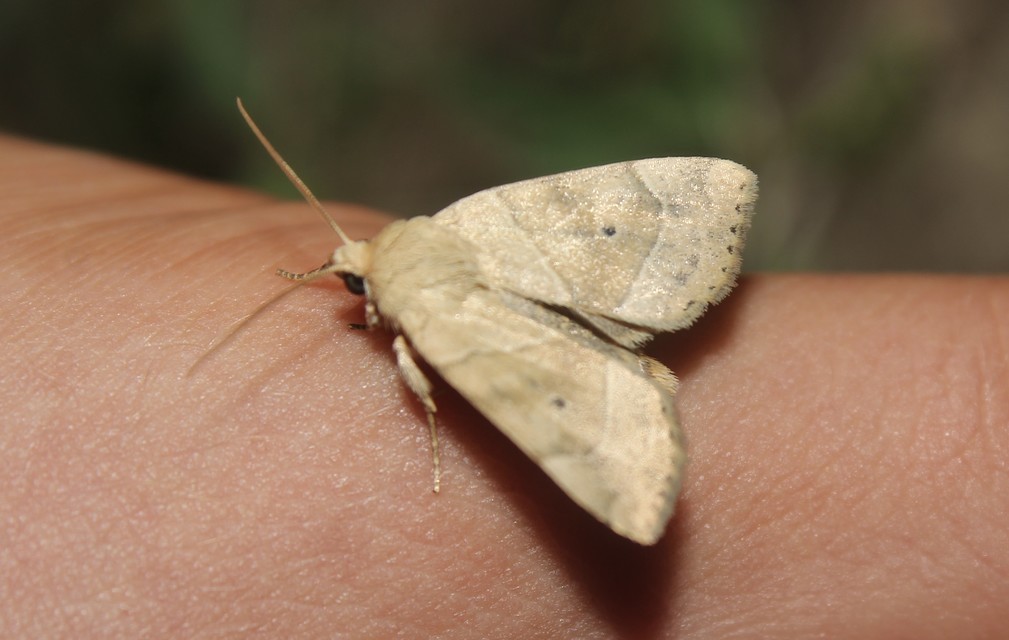 Cosmia trapezina - közönséges lombbagoly