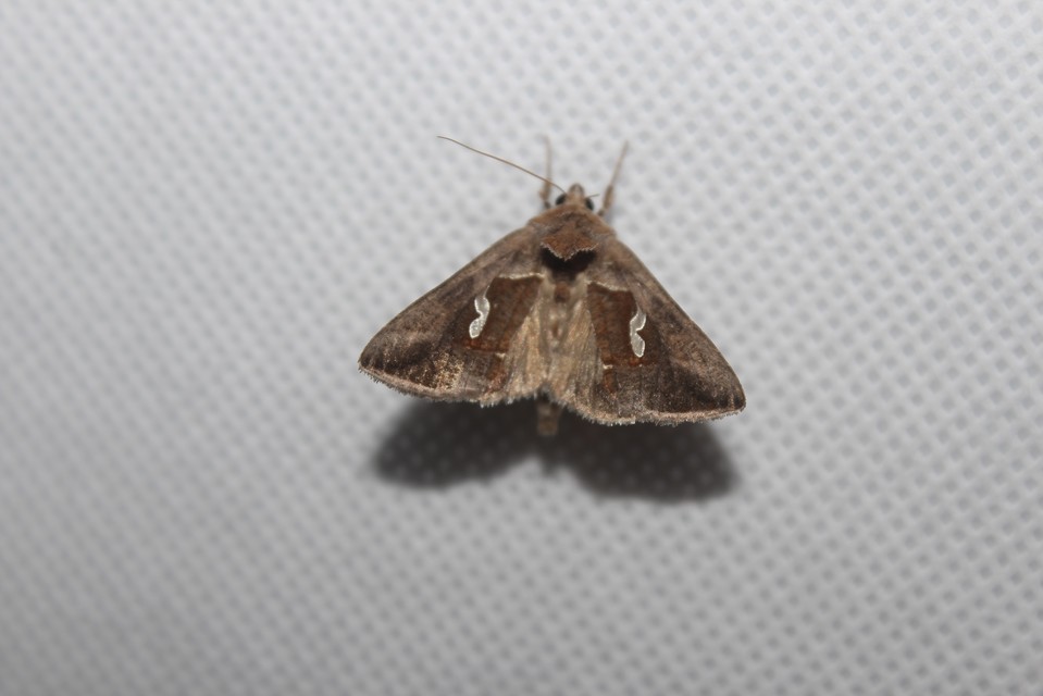 Macdunnoughia confusa - cseppfoltos ezüstbagoly