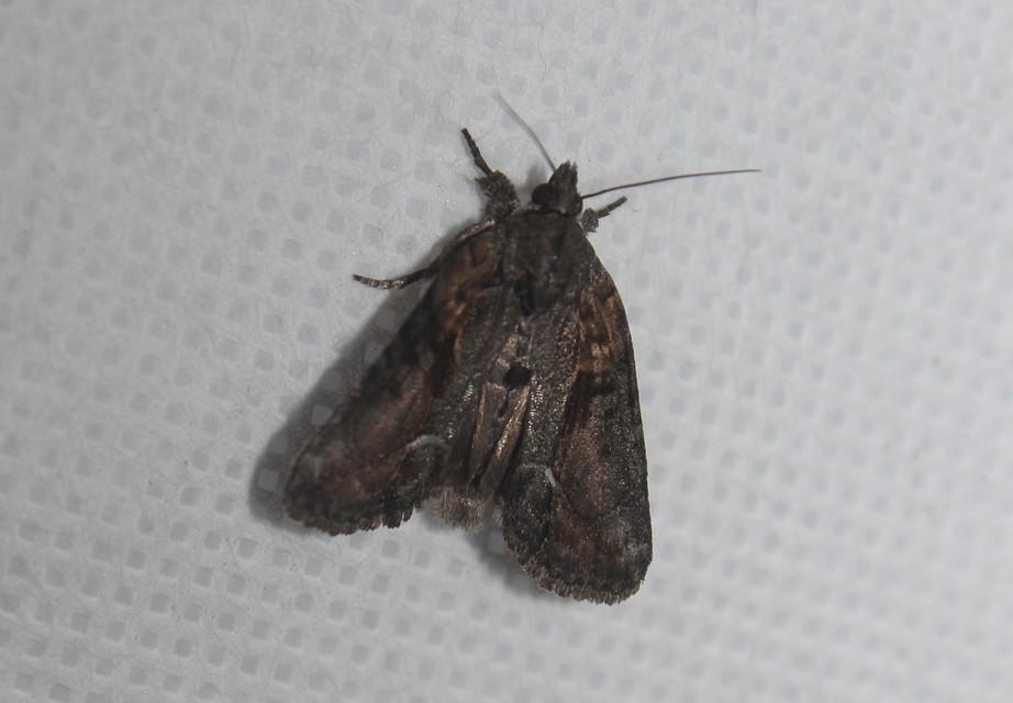 Bryophila raptricula/felina