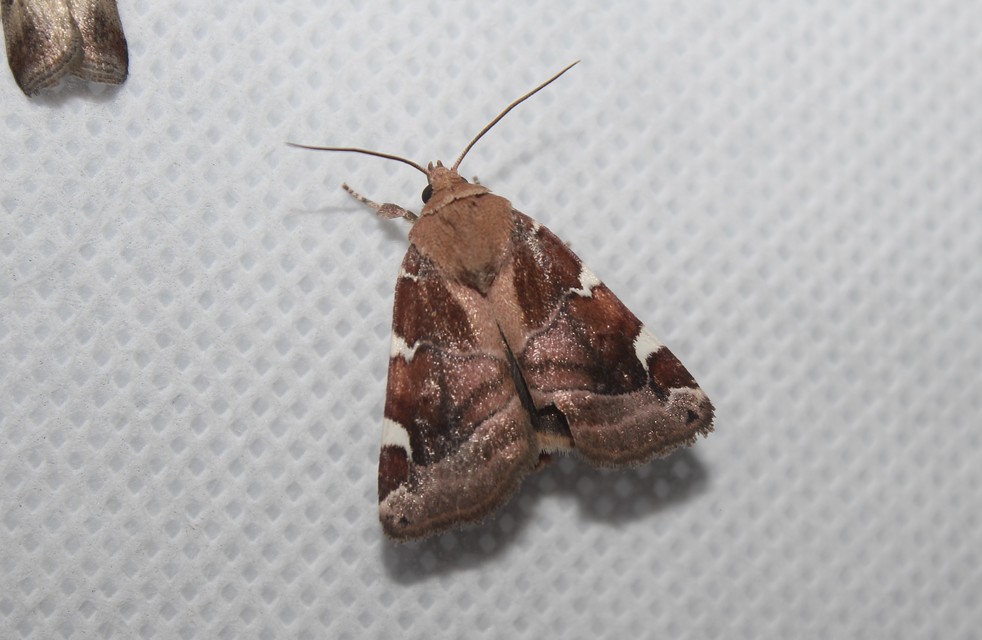 Cosmia diffinis - szilfa-lombbagoly