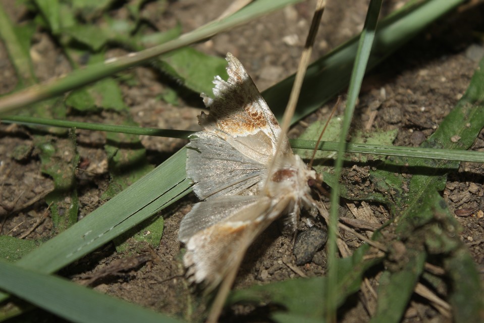 Habrosyne pyritoides - fehérsávos pihésszövő