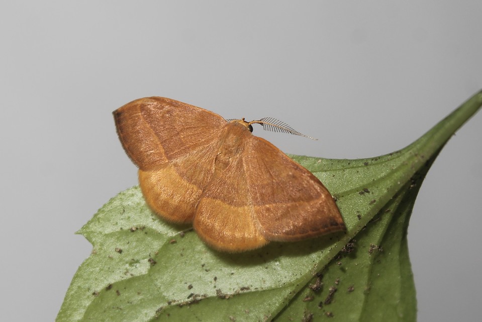 Watsonalla cultraria - bükkfa-sarlósszövő