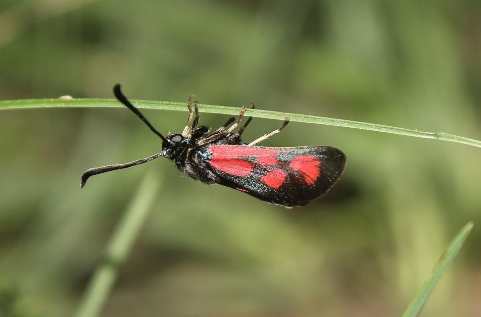 Zygaena loti - közönséges csüngőlepke
