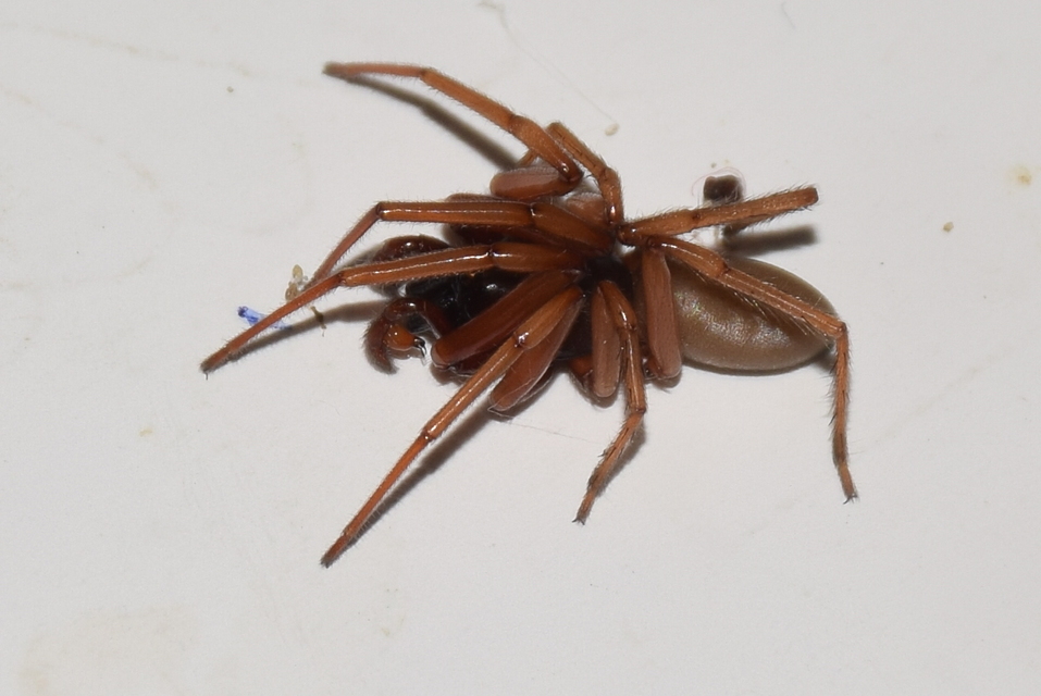 Dysdera crocata - sárgás fojtópók