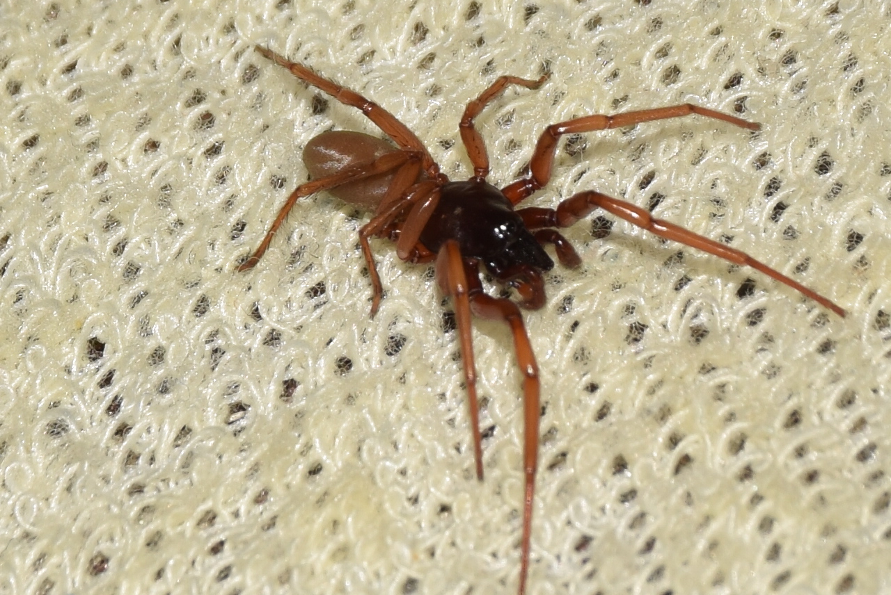 Dysdera crocata - sárgás fojtópók
